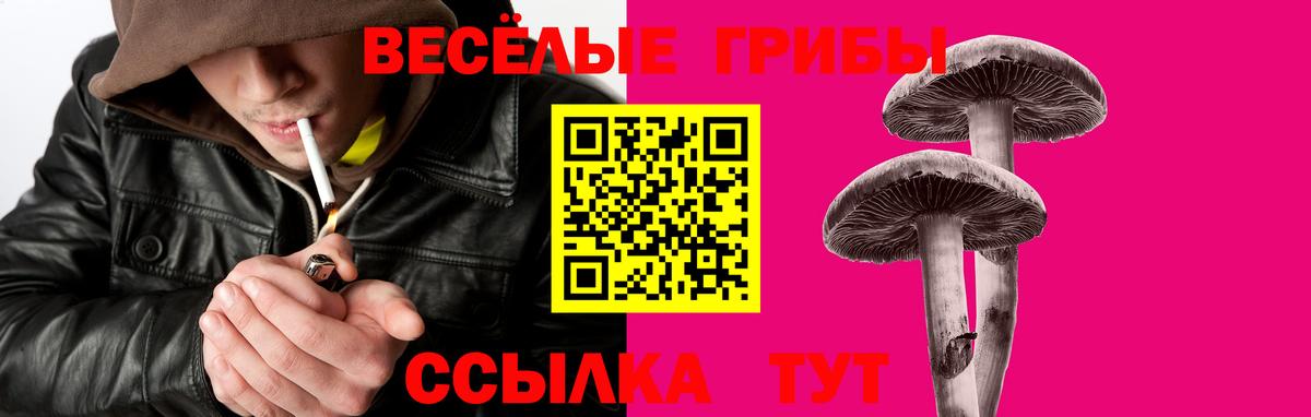 Камень-на-Оби  Псилоцибиновые грибы GOLDEN TEACHER  Вход с VPN  Псилоцибиновые грибы MAGIC MUSHROOMS 